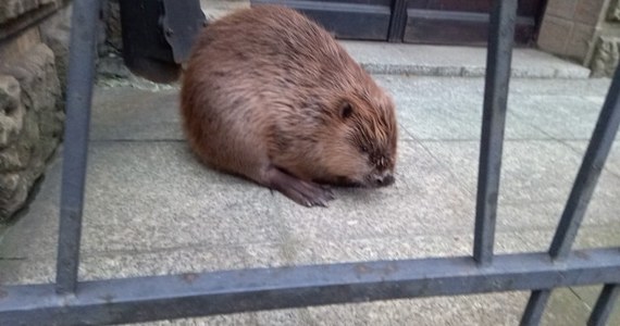 Nowy tydzień strażnicy miejscy w Krakowie rozpoczęli nietypową interwencją. Po jednej z ulic centrum miasta spacerował… bóbr. „Pan się zastanowi jeszcze raz. Czy nie lepiej było w las?!” – pisze Straż Miejska na swoim facebookowym profilu, załączając zdjęcie bobra.