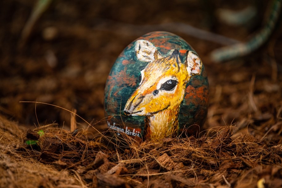 /ZOO Wrocław /Materiały prasowe