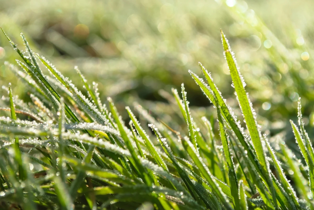 Ostrzeżenia przed przymrozkami w Łódzkiem. Wojewódzkie Centrum Zarządzania Kryzysowego w Łodzi i synoptycy przewiduje temperaturę poniżej zera w nocy z wtorku na środę. Alert dotyczy całego regionu.