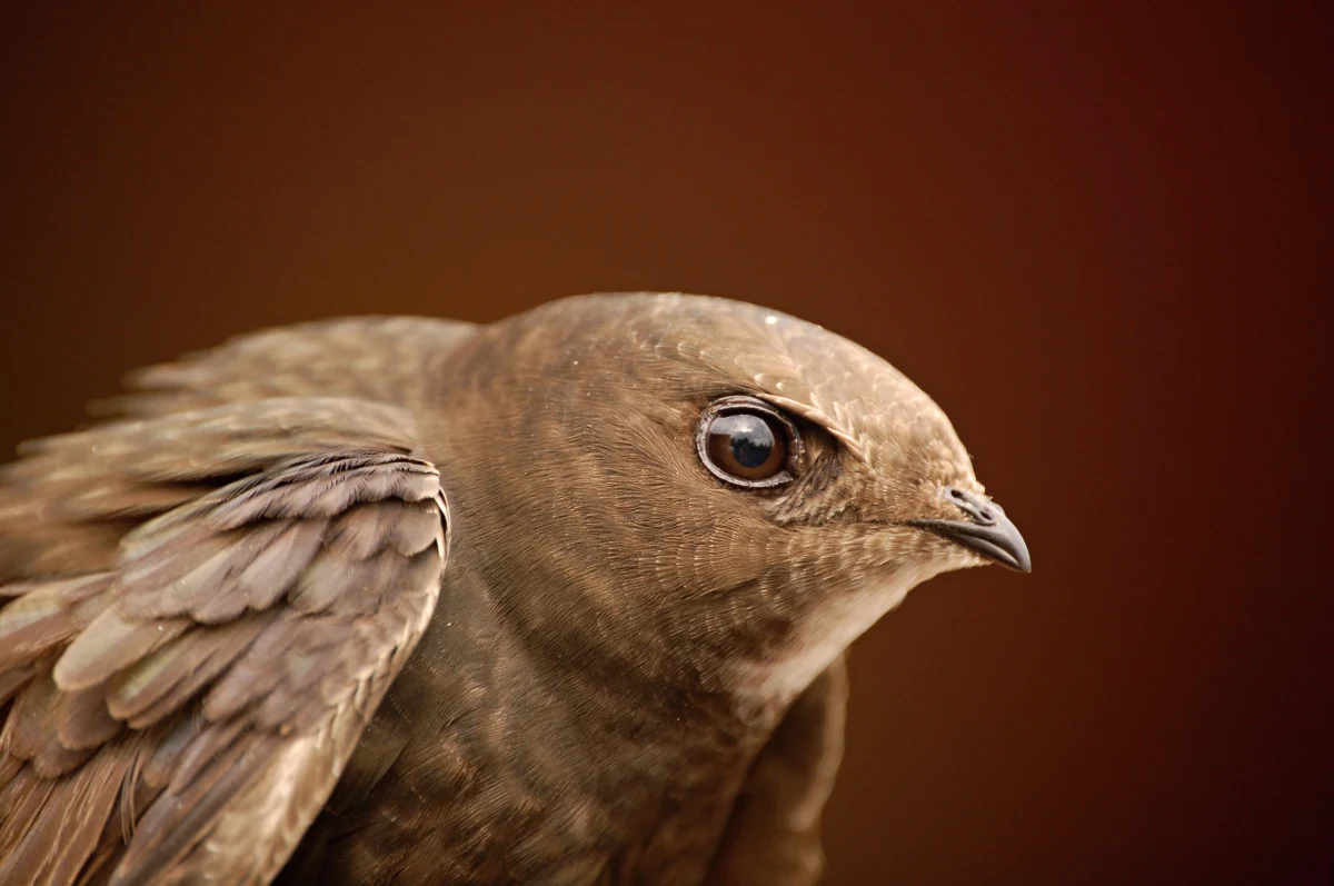 Samorząd Sosnowca (Śląskie) rozdzieli w tym roku wśród mieszkańców 160 budek lęgowych dla jerzyków. Podlegające ochronie ptaki, które gniazdują w miastach najczęściej w zakamarkach wysokich budynków, żywią się owadami, m.in. pomagając zwalczać komary.