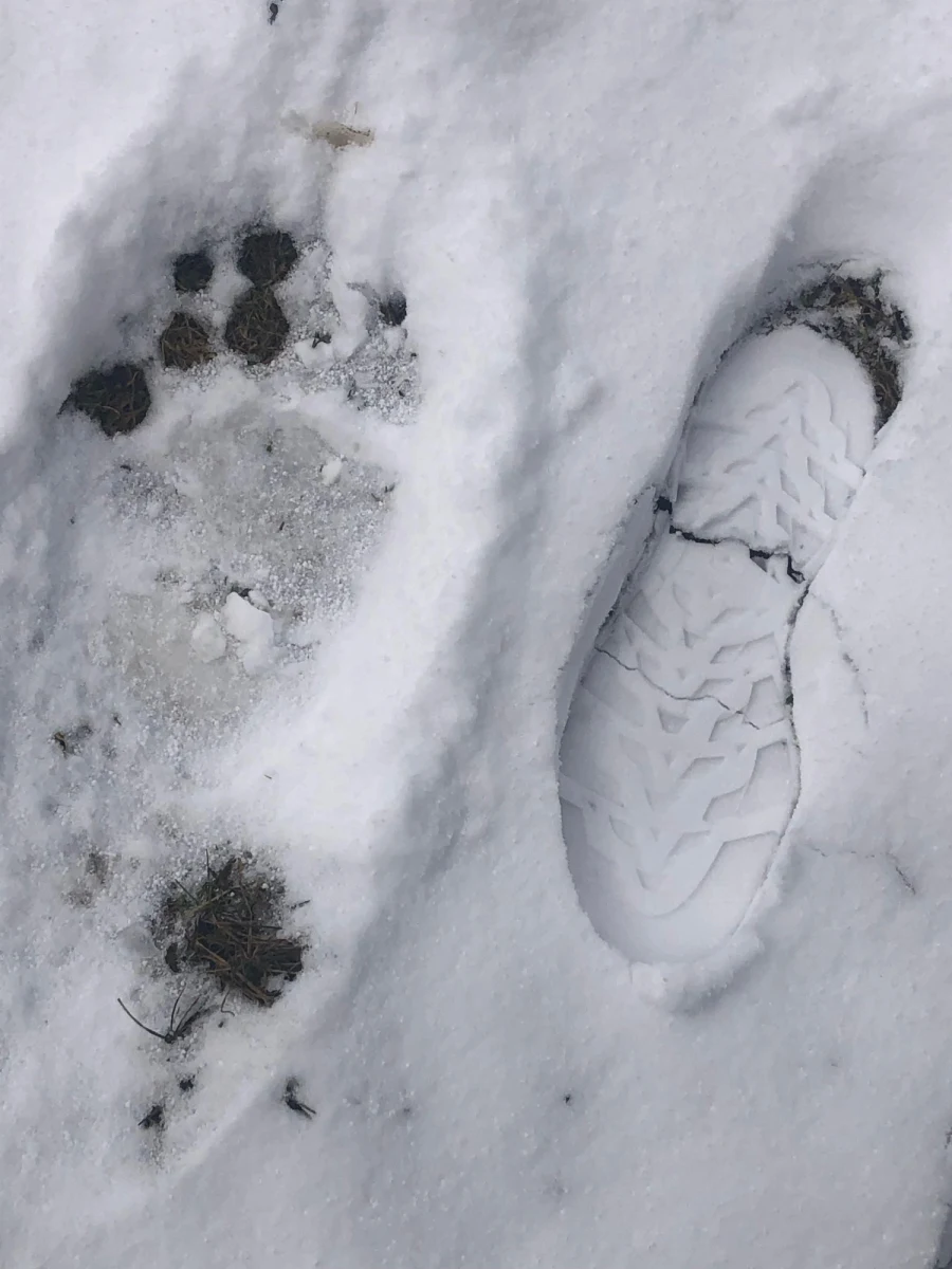 Niedźwiedzie obudziły się już w Tatrach ze snu zimowego i coraz częściej mieszkańcy podtatrzańskich miejscowości obserwują je w pobliżu swoich domów. Wielu z nich obawia się, że zwierzęta te po śnie zimowym są wygłodniałe, a przez to mogą być niebezpieczne. "To tylko mity" - uspokaja Filip Zięba z Tatrzańskiego Parku Narodowego, który od lat zajmuje się obserwacją niedźwiedzi. 
