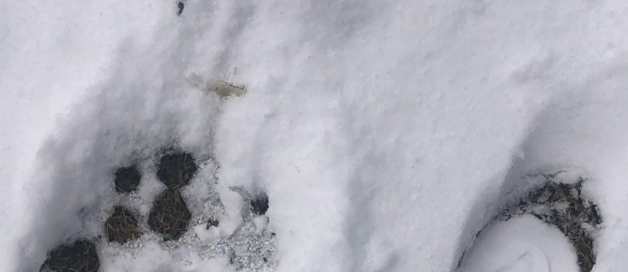 Niedźwiedzie obudziły się już w Tatrach ze snu zimowego i coraz częściej mieszkańcy podtatrzańskich miejscowości obserwują je w pobliżu swoich domów. Wielu z nich obawia się, że zwierzęta te po śnie zimowym są wygłodniałe, a przez to mogą być niebezpieczne. "To tylko mity" - uspokaja Filip Zięba z Tatrzańskiego Parku Narodowego, który od lat zajmuje się obserwacją niedźwiedzi. 
