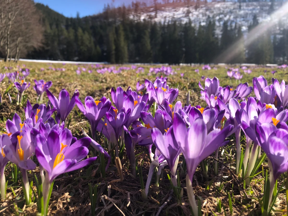 Jeszcze nie czas na łany krokusów w Tatrach. Z powodu kapryśnej wiosny, w naszych najwyższych górach wciąż leży sporo śniegu i na słynących z fioletowych dywanów kwiatowych Polanie Chochołowskiej czy Kalatówkach, krokusy nadal są nimi przykryte. Krokusy za to pojawiły się już na polanach leżących u stóp Tatr - w rejonie Kościeliska i Drogi pod Reglami.
