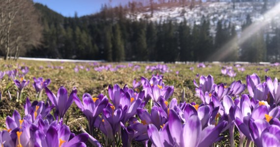 Jeszcze nie czas na łany krokusów w Tatrach. Z powodu kapryśnej wiosny, w naszych najwyższych górach wciąż leży sporo śniegu i na słynących z fioletowych dywanów kwiatowych Polanie Chochołowskiej czy Kalatówkach, krokusy nadal są nimi przykryte. Krokusy za to pojawiły się już na polanach leżących u stóp Tatr - w rejonie Kościeliska i Drogi pod Reglami.
