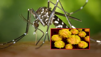 Przenoszony przez komary wirus Zika znów może być niebezpieczny. Niepokojące wyniki badań