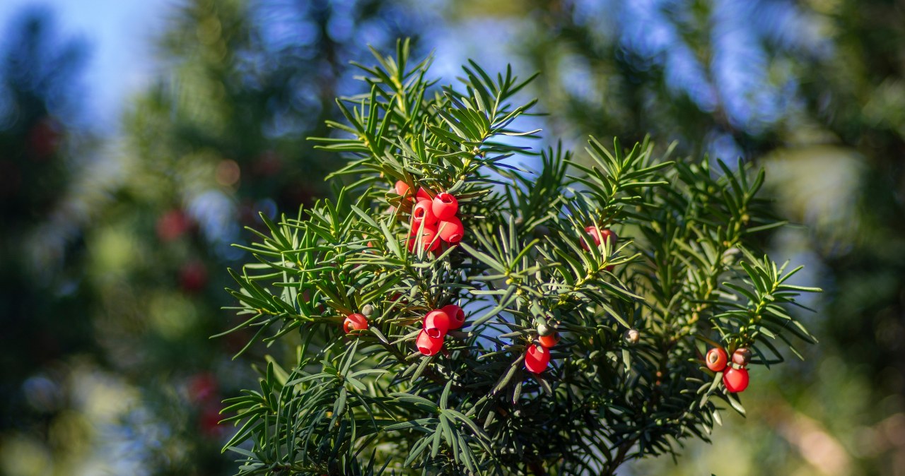 Posadź zamiast tui. Wygląda lepiej i jest mniej kapryśny