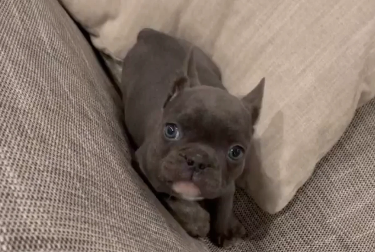 „Poznacie Marika. On i inne psy zostały wywiezione z Mariupola” – napisał na Instagramie ukraiński minister spraw zagranicznych Dmytro Kułeba. Do wpisu dołączył nagranie, na którym widać szczeniaka, które zaadoptował.