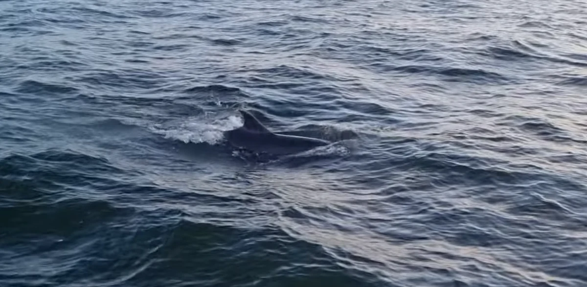 „Delfiny 1,5 mili od naszego brzegu w Kołobrzegu” – informuje prezydent tego miasta Anna Mieczkowska. Opublikowała film, który dostała od mieszkańca miasta. Jak zapewnia Mieczkowska, pojawienie się delfinów w wodach Bałtyku potwierdziło już WWF. Stacja Morska im. Profesora Krzysztofa Skóry IO UG informuje natomiast, że - według pierwszej identyfikacji - to delfiny białobokie, gatunek, który do tej pory w naszych wodach pojawił się tylko raz i to martwy, wyrzucony na brzeg 