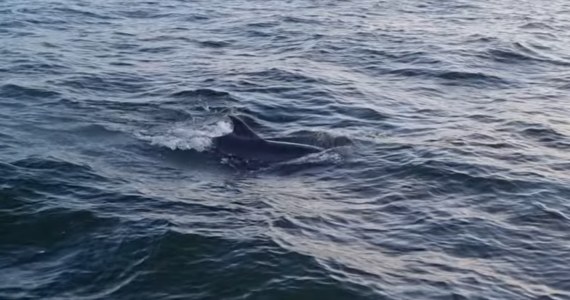„Delfiny 1,5 mili od naszego brzegu w Kołobrzegu” – informuje prezydent tego miasta Anna Mieczkowska. Opublikowała film, który dostała od mieszkańca miasta. Jak zapewnia Mieczkowska, pojawienie się delfinów w wodach Bałtyku potwierdziło już WWF. Stacja Morska im. Profesora Krzysztofa Skóry IO UG informuje natomiast, że - według pierwszej identyfikacji - to delfiny białobokie, gatunek, który do tej pory w naszych wodach pojawił się tylko raz i to martwy, wyrzucony na brzeg 