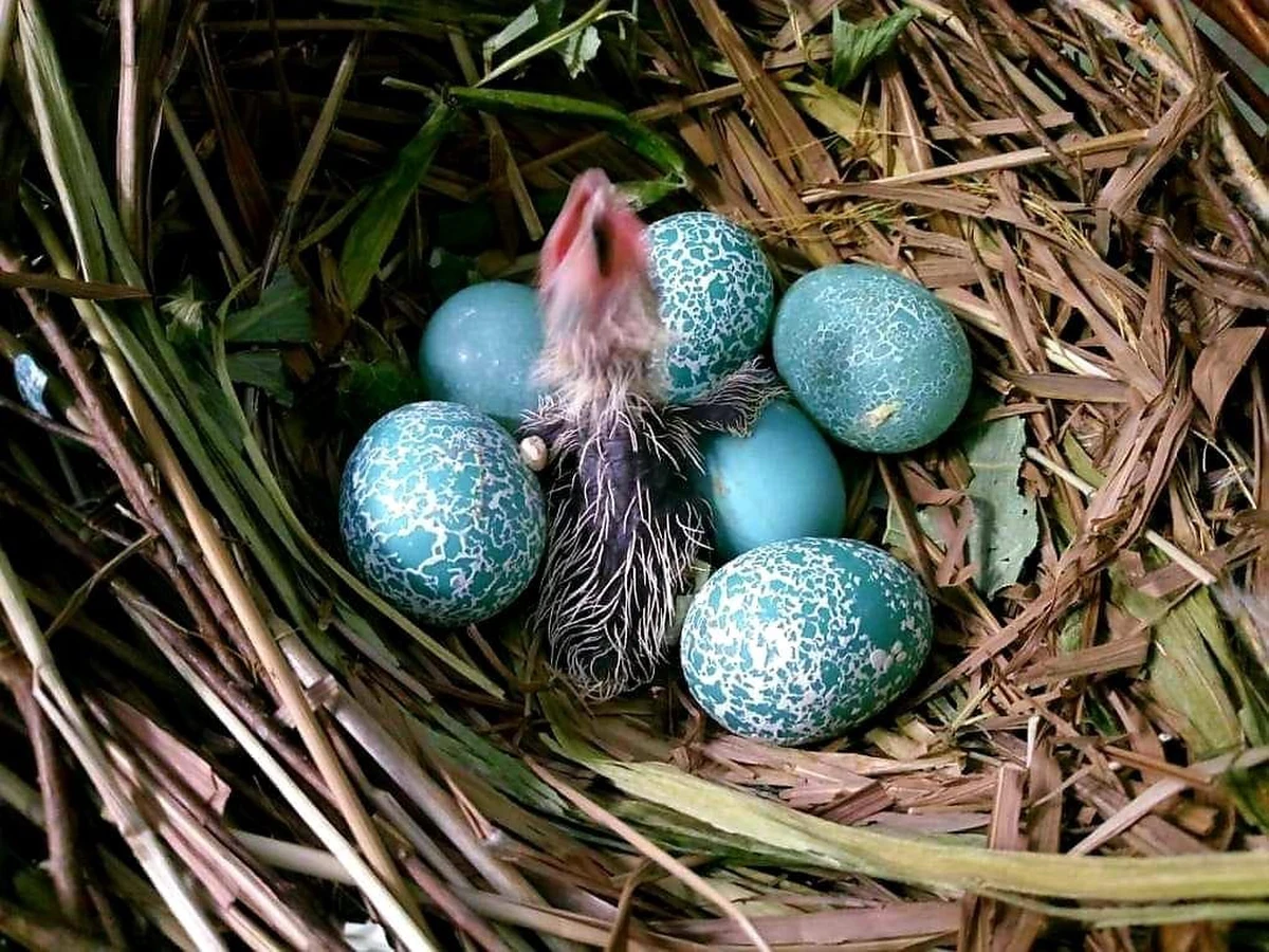 Jaja w różnych kolorach i wzorach, to nie tylko efekt artystycznej działalności człowieka, związanej z czasem przedświątecznym. Zdobieniem jajecznych skorup zajmuje się sama natura. 
Jajka jak pisanki, kolorowe i z wypukłym wzorem - składa guira, gatunek kukułki z Ameryki Południowej. 