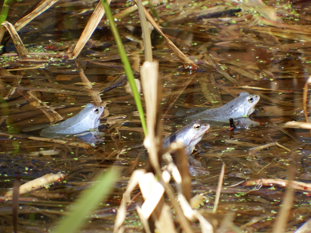 Dziś po zimowej przerwie udostępniono dla zwiedzających leśne arboretum w nadleśnictwie Kudypy (woj. warmińsko-mazurskie). W najbliższych dniach można tam zobaczyć m.in. "niebieskie żaby".