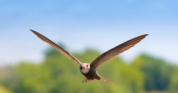 W drugiej połowie kwietnia w Lublinie zostanie zamontowanych kilkaset budek lęgowych dla jerzyków i innych gatunków drobnego ptactwa - podał Urząd Miasta.

