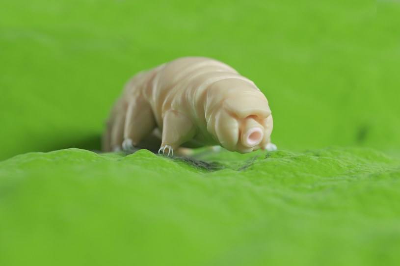 Niesporczaki, najbardziej odporne na zniszczenie zwierzęta, mogą podróżować na ślimakach. Dowodzą tego polskie badaczki z Uniwersytetu Adama Mickiewicza.