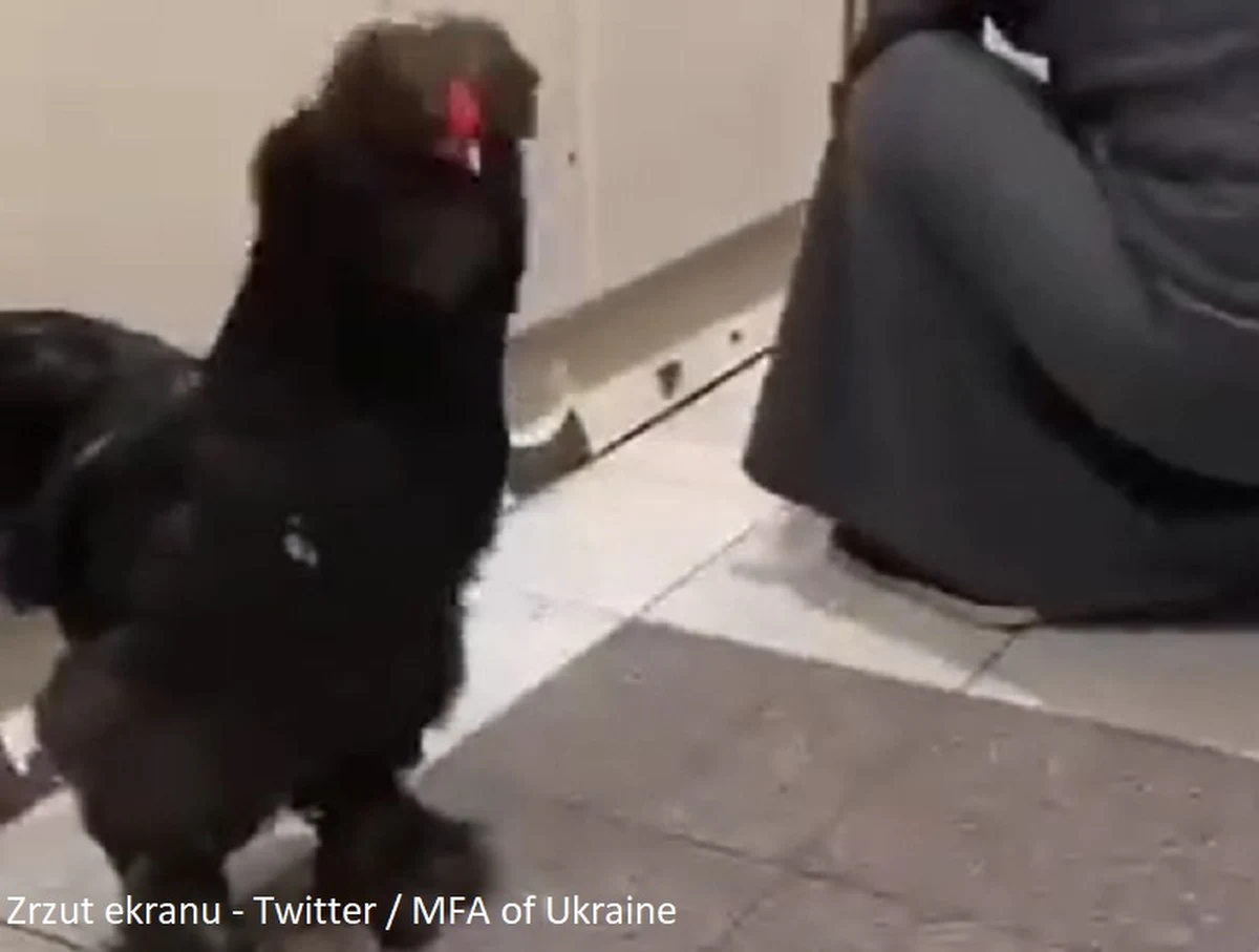 Staruszka ewakuowała się z atakowanego przez Rosjan Mariupola na południowym wschodzie Ukrainy, zabierając ze sobą koguta. Tłumaczyła, że nie zostawia się przyjaciół - napisało ukraińskie MSZ.