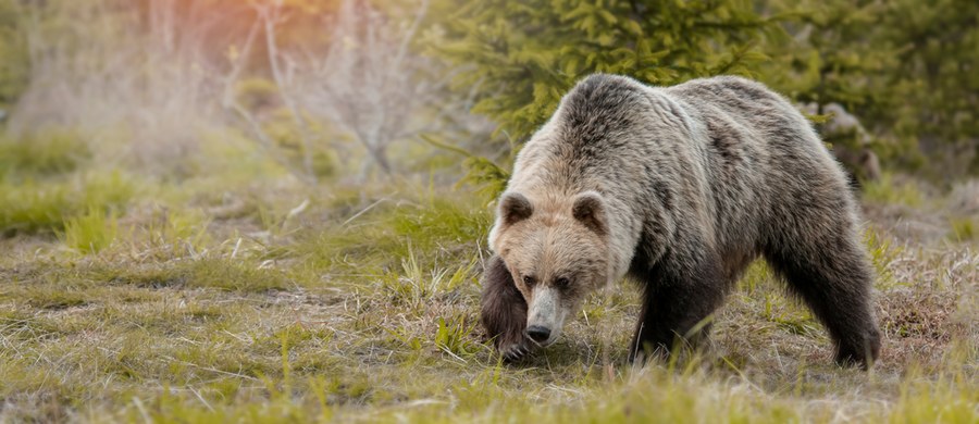 Wraz z nadejściem wiosny niedźwiedzie opuściły swoje gawry. Niektóre z nich zwabione kuchennymi resztkami zaczęły pojawiać się przy domach w Zakopanem i okolicach. Przyrodnicy apelują, aby odpowiednio się zabezpieczyć. 