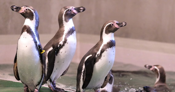 Na świąteczny spacer można wybrać się do Śląskiego Ogrodu Zoologicznego w Chorzowie. Zoo jest otwarte do 18.00. Wśród największych atrakcji… pingwiny, które po zimowej przerwie korzystają już z zewnętrznego basenu. 
