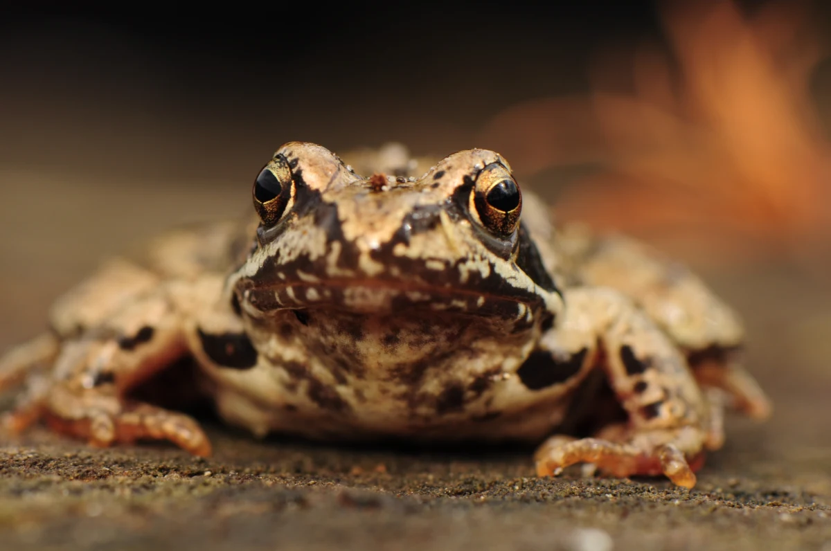 Jednym z miejsc, gdzie żaby trawne masowo składają skrzek, jest Ośrodek Czynnej Ochrony Płazów i Gadów na zakopiańskiej Jaszczurówce u wejścia do Doliny Olczyskiej w Tatrach. Wędrówkę żab przecina jednak ruchliwa droga, dlatego Tatrzański Park Narodowy (TPN) zorganizował akcję przenoszenia żab do miejsca rozmnażania.
