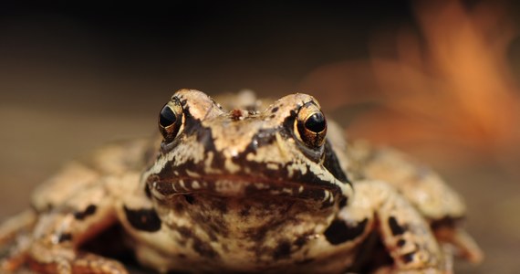 Jednym z miejsc, gdzie żaby trawne masowo składają skrzek, jest Ośrodek Czynnej Ochrony Płazów i Gadów na zakopiańskiej Jaszczurówce u wejścia do Doliny Olczyskiej w Tatrach. Wędrówkę żab przecina jednak ruchliwa droga, dlatego Tatrzański Park Narodowy (TPN) zorganizował akcję przenoszenia żab do miejsca rozmnażania.
