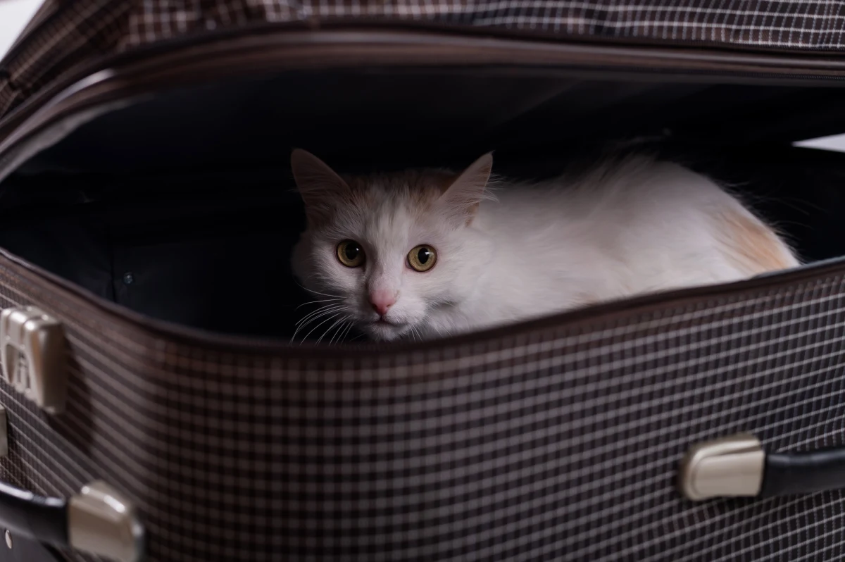 Na dworcu kolejowym w Przemyślu działają dwa punkty pomocy medycznej dla zwierząt przywożonych przez uchodźców z Ukrainy. "Każdego dnia pomagamy niemal setce zwierząt, które zestresowane podróżą nie chcą jeść ani pić" – powiedziała wolontariuszka Zofia.