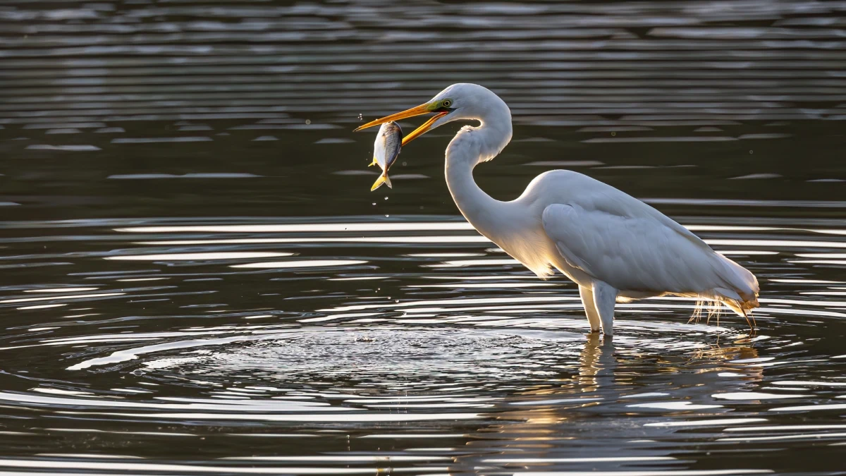 W czaplej kolonii niedaleko Giżycka (warmińsko-mazurskie) zaczęły wykluwać się małe czaple. Dzięki kamerze zainstalowanej przez leśników w czaplińcu, można online obserwować jak czaple siwe i białe dbają o swoje potomstwo.