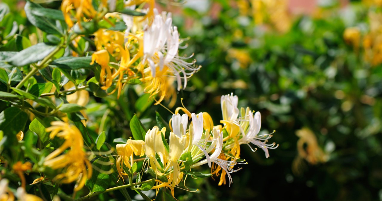 Wiciokrzew na żywopłot – szybki wzrost i piękny zapach do ogrodu Wiciokrzew na żywopłot – szybki wzrost i piękny zapach do ogrodu