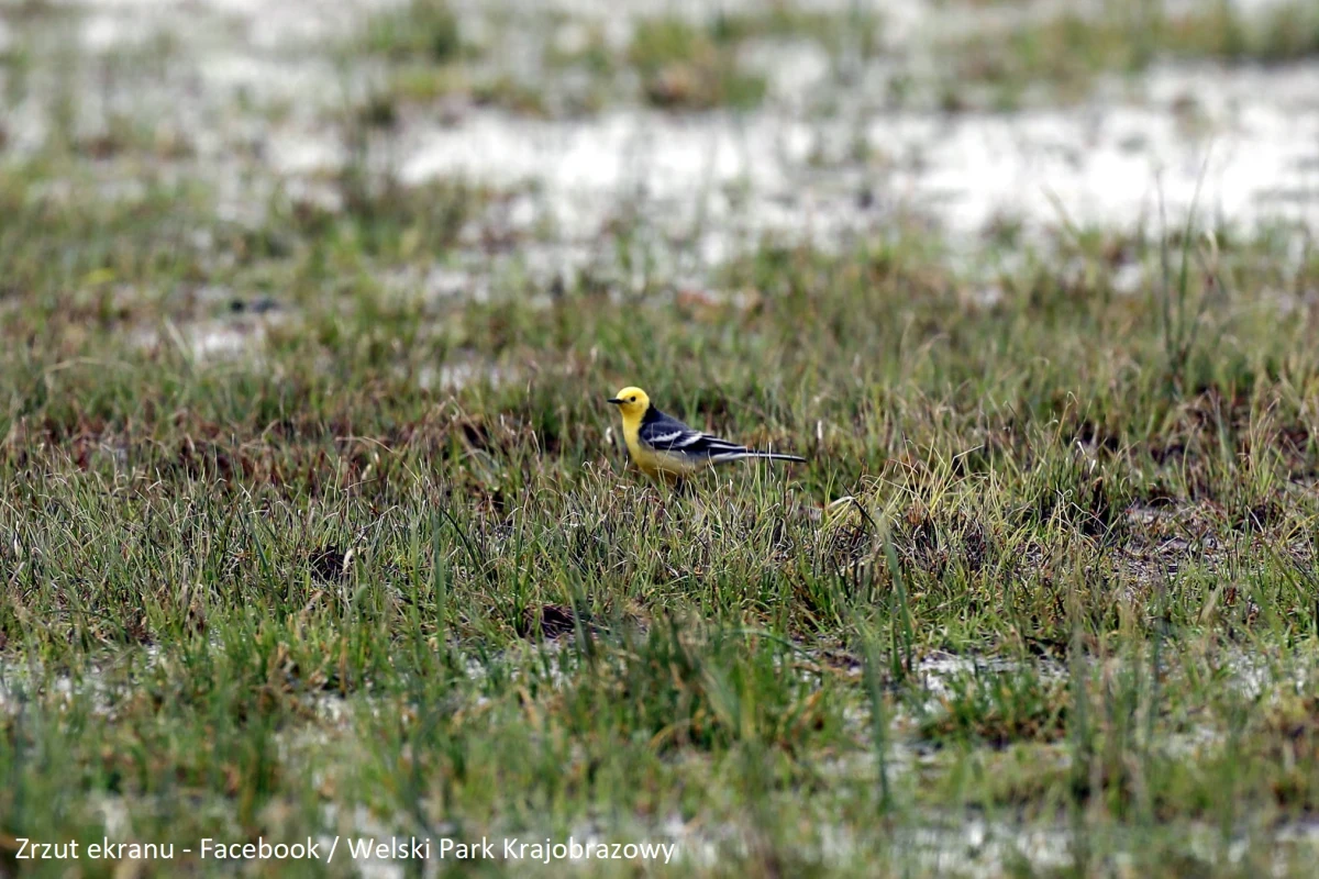 W okolicach Koszelewek (woj. warmińsko-mazurskie) pojawiła się pliszka cytrynowa; tego gatunku ptaków nigdy wcześniej nie obserwowano na tych terenach - poinformował Welski Park Krajobrazowy (WPK). W Polsce pierwsze lęgi tych pliszek stwierdzono przed 28 laty.
