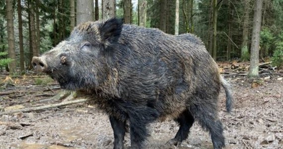 Władze rezerwatu Waldhaus Mehlmeisel w Bawarii postanowiły pozbyć się Putina. Takie imię nosił pochodzący z Rosji dzik. Uznano, że jego imię może budzić przerażenie i w drodze konkursu wybrano 200-kilogramemu zwierzęciu nowe. 