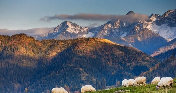 Dobra wiadomość dla podhalańskich baców. Zarząd Województwa Małopolskiego przeznaczył dla nich prawie dwa miliony złotych dotacji. Podczas niedzielnego bacowskiego święta - Redyku Wiosennego w Ludźmierzu ma to ogłosić marszałek województwa Witold Kozłowski. Wręczy przedstawicielom Związku Podhalan w Polsce promesę na ponad milion osiemset siedemdziesiąt tysięcy złotych.