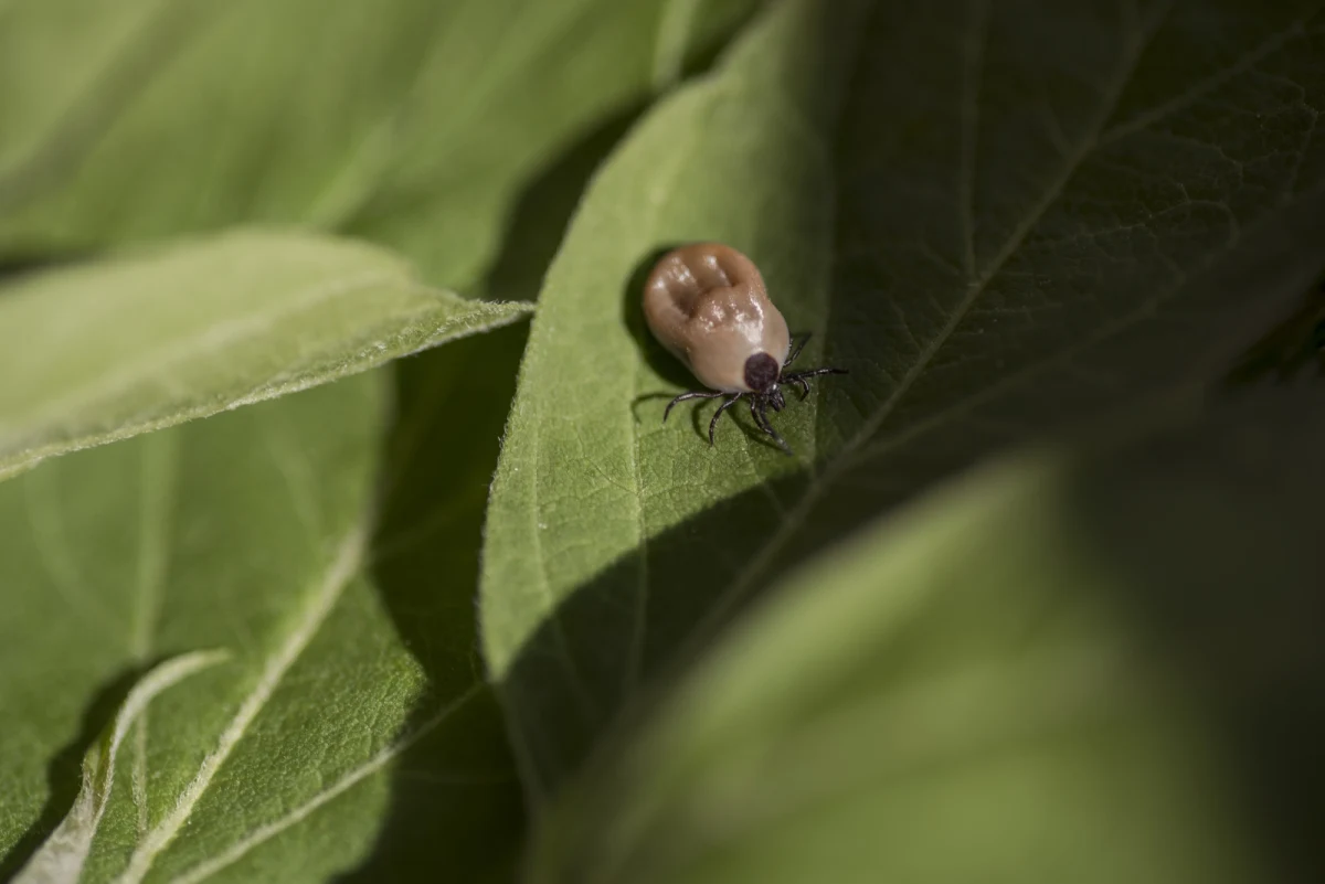 Boreliozę przenoszą kleszcze, które z reguły zaczynają być aktywne na przełomie marca i kwietnia. Według ostatnich danych WSSE w Poznaniu, od początku tego roku w Wielkopolsce odnotowano już ponad 50 przypadków tej choroby, w tym trzy przypadki neuroboreliozy.