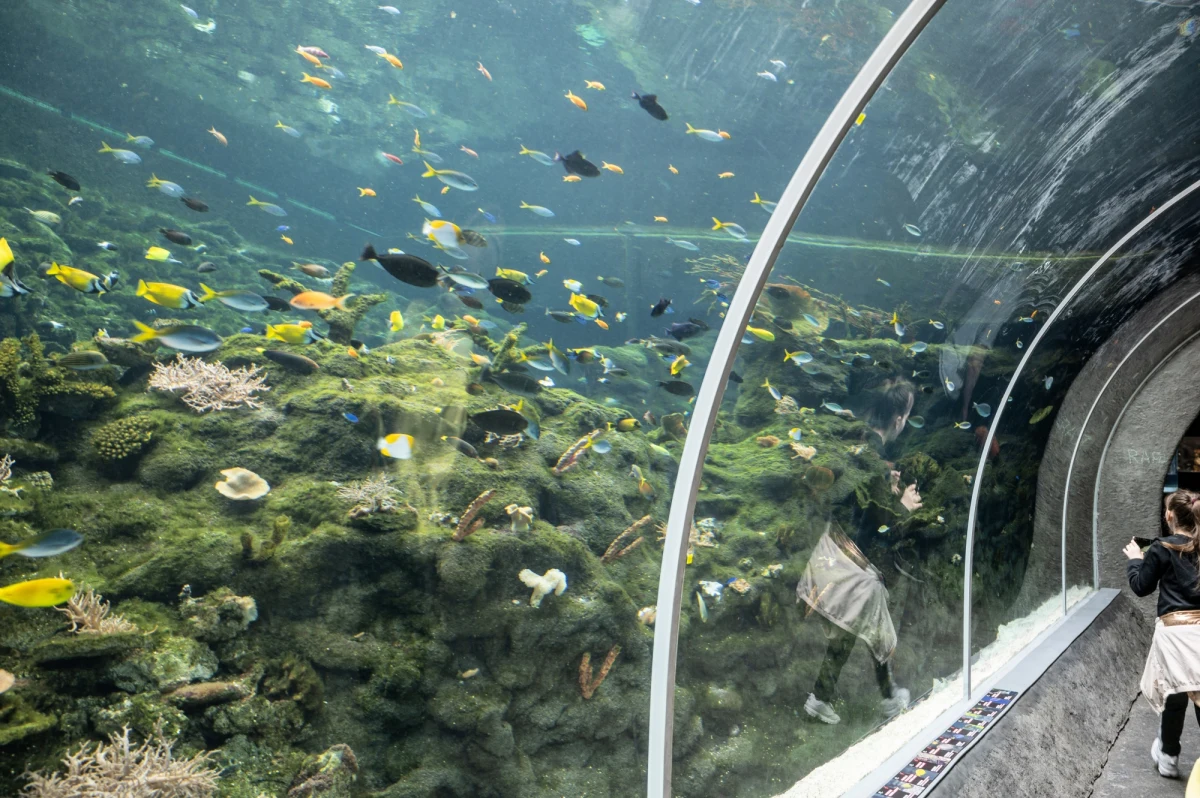 ​Orientarium, czyli największy kompleks w Europie prezentujący faunę i florę Azji południowo-wschodniej zostanie otwarty w piątek 29 kwietnia - poinformowały władze Łodzi. Jedną z jego atrakcji jest podwodny tunel o długości 26 m, w którym można podziwiać rafę koralową, rekiny i płaszczki.