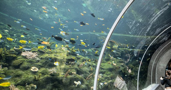 ​Orientarium, czyli największy kompleks w Europie prezentujący faunę i florę Azji południowo-wschodniej zostanie otwarty w piątek 29 kwietnia - poinformowały władze Łodzi. Jedną z jego atrakcji jest podwodny tunel o długości 26 m, w którym można podziwiać rafę koralową, rekiny i płaszczki.