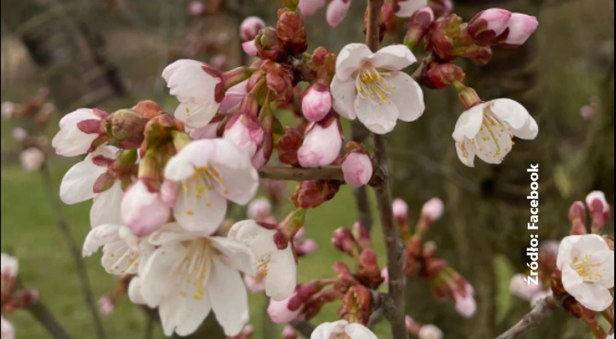 Sakury, czyli autentyczne japońskie wiśnie można spotkać w wielu zakątkach stolicy, m.in. na Polu Mokotowskim i w Ogrodzie Botanicznym w Powsinie. Warszawiacy podziwiają je w okresie kwitnienia - na przełomie kwietnia i maja. Ogród Botaniczny zorganizował w tym roku konkurs na najlepsze zdjęcie sakury.