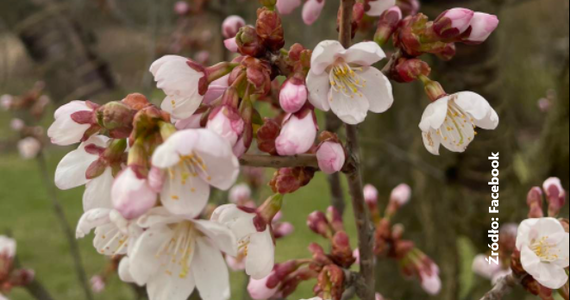 Sakury, czyli autentyczne japońskie wiśnie można spotkać w wielu zakątkach stolicy, m.in. na Polu Mokotowskim i w Ogrodzie Botanicznym w Powsinie. Warszawiacy podziwiają je w okresie kwitnienia - na przełomie kwietnia i maja. Ogród Botaniczny zorganizował w tym roku konkurs na najlepsze zdjęcie sakury.