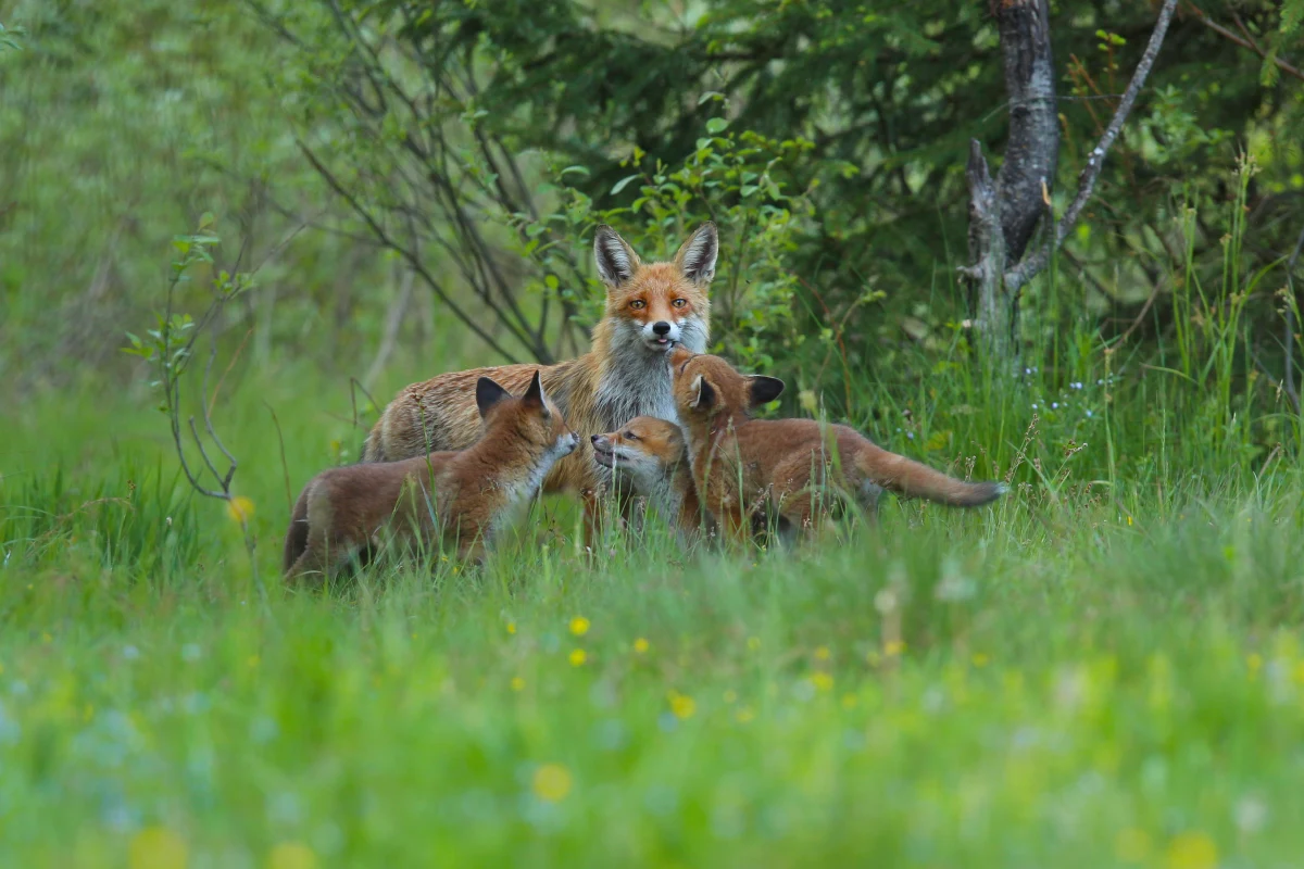 Akcja szczepienia lisów przeciw wściekliźnie rozpocznie się w poniedziałek w województwie małopolskim - poinformował inspektorat weterynarii w Krakowie. Szczepionki zrzucone zostaną z samolotów w lasach, na polach, łąkach i w parkach.
