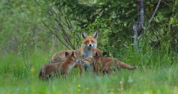 Akcja szczepienia lisów przeciw wściekliźnie rozpocznie się w poniedziałek w województwie małopolskim - poinformował inspektorat weterynarii w Krakowie. Szczepionki zrzucone zostaną z samolotów w lasach, na polach, łąkach i w parkach.
