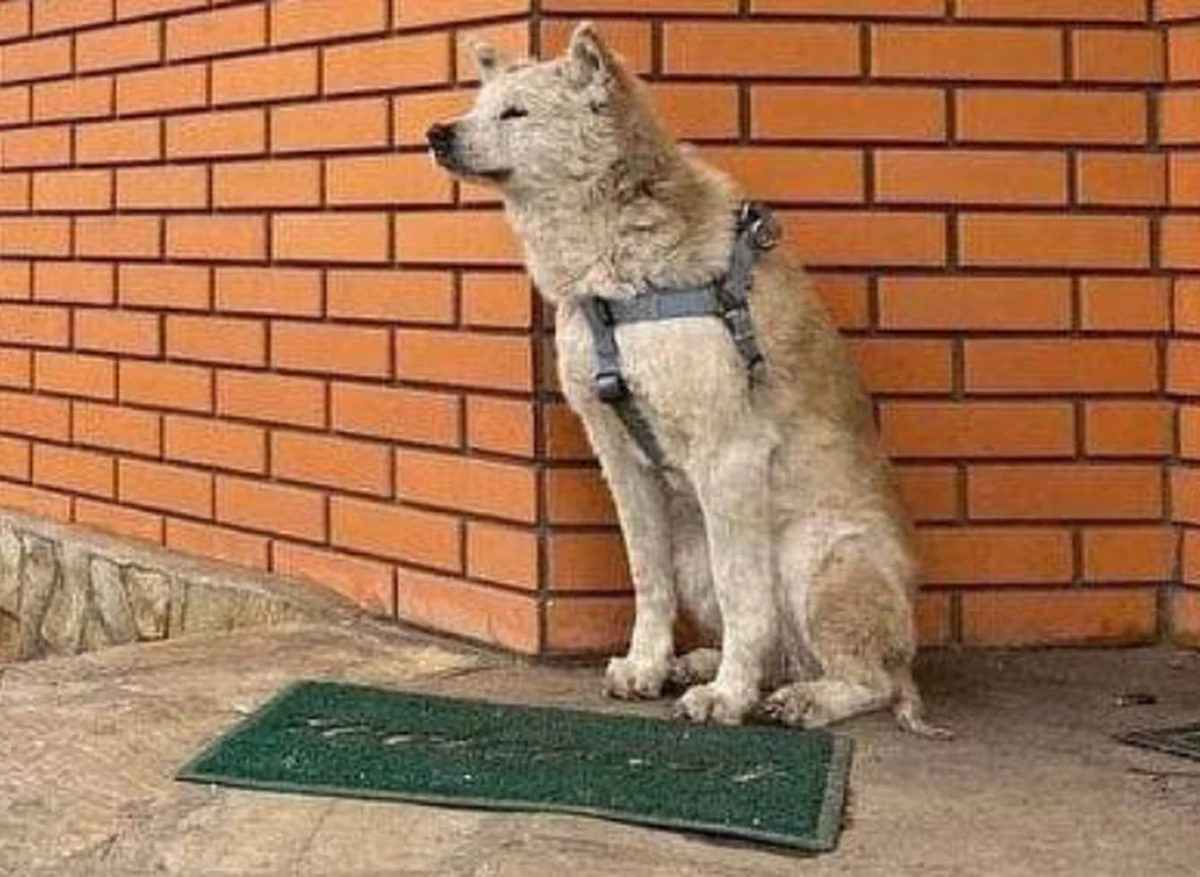 Wzruszającą historię suczki o imieniu Rini z Makarowa w obwodzie kijowskim można przeczytać w stworzonym przez ukraiński resort spraw zagranicznych serwisie "Obrońcy wolności". Zwierzę przez ponad miesiąc czekało przed drzwiami na powrót do domu swojej właścicielki, która została zamordowana przez Rosjan. 