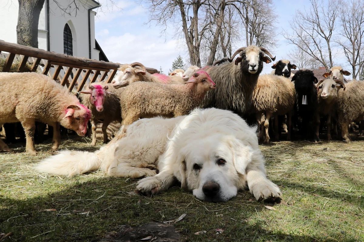Bacowie, juhasi i hodowcy uroczyście zainaugurowali w niedzielę sezon pasterski mszą w sanktuarium Matki Boskiej w Ludźmierzu. Marszałek województwa małopolskiego Witold Kozłowski wręczył bacom symboliczny czek na 1,8 mln zł.
