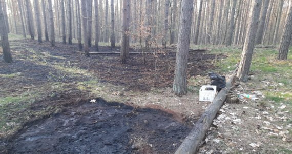 Sporym pożarem zakończyło się zakrapianie ognisko, jakie w środku lasu urządzili sobie mieszkańcy Szczecina. Spłonęło ponad 600 metrów kwadratowych lasu. Gdyby nie szybka reakcja leśników zniszczenia byłyby większe.