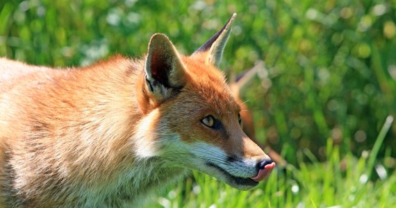 W Małopolsce ruszyła akcja szczepienia lisów przeciw wściekliźnie. Preparaty są zrzucane nad lasami, polami i łąkami z samolotów. "Prosimy o ostrożność i zaniechanie wyprowadzania wolnego psów w ciągu najbliższych dwóch tygodni, czyli do 13 maja"- apeluje Agnieszka Szewczyk-Kuta, Małopolski Wojewódzki Inspektor Weterynarii.

