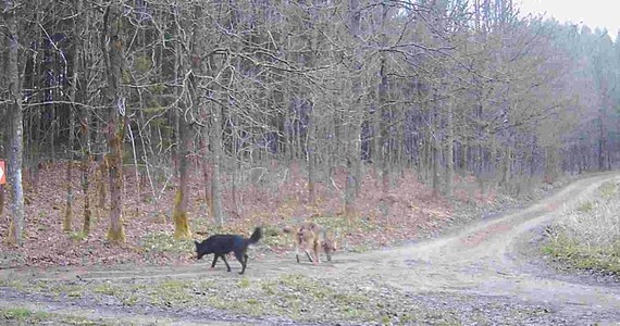 Sensacyjne nagranie z Nadleśnictwa Wichrowo na Warmii. Fotopułapka zastawiona przez miejscowych leśników zarejestrowała watahę wilków. Wśród nich był osobnik o wyjątkowym, całkowicie czarnym ubarwieniu. Naukowcy będą badali, czy jest to pies, czy hybryda wilka i psa.