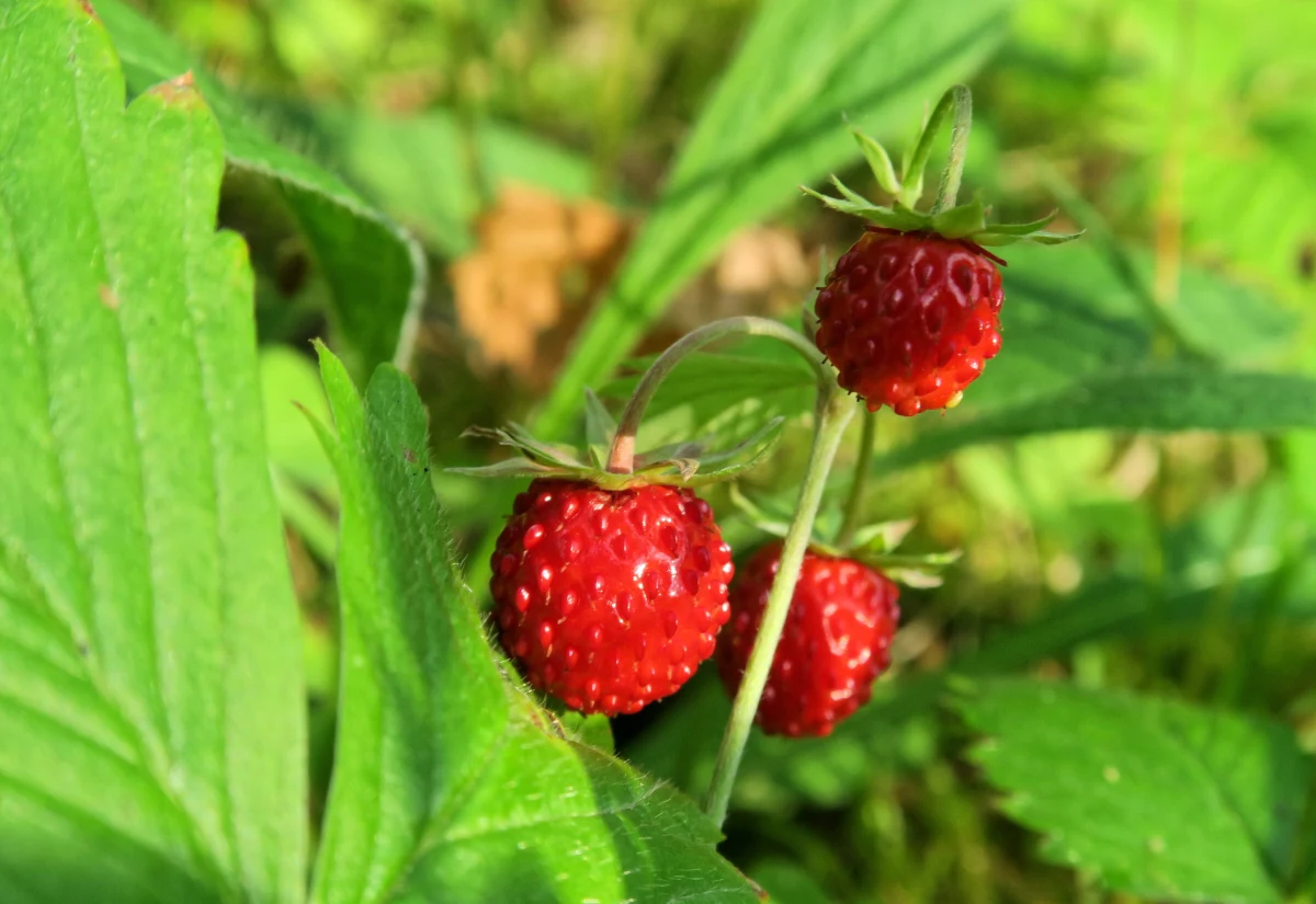 Naukowcy z Uniwersytetu Medycznego we Wrocławiu badają właściwości olejów z niekonwencjonalnych źródeł. Tym razem pod lupę wzięli olej z poziomki. Okazuje się, że ten mały leśny owoc jest skarbnicą witamin oraz nienasyconych kwasów tłuszczowych.