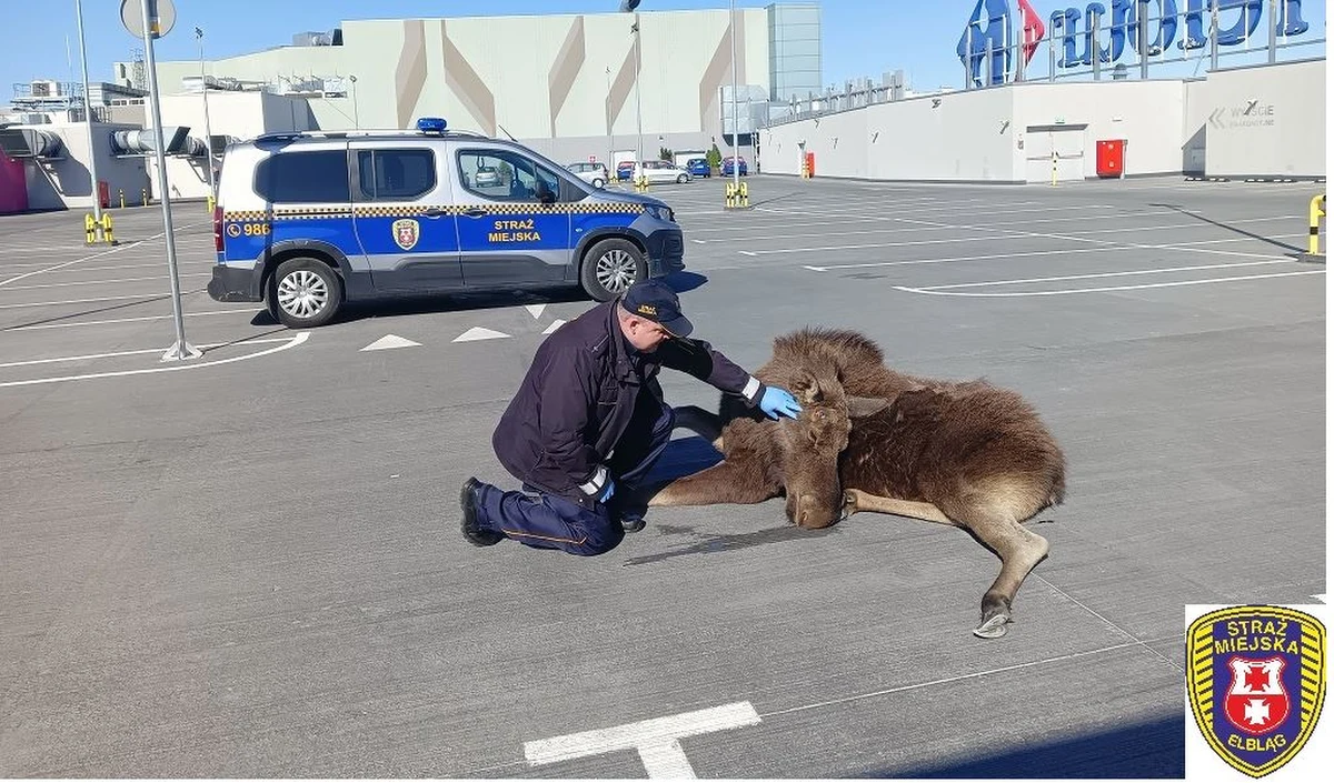 To nie był telefoniczny żart. Do dyżurnego Straży Miejskiej w Elblągu zadzwonił mieszkaniec z informacją, że po mieście biega łoś. Zwierzę zostało złapane na parkingu jednego z centrów handlowych.