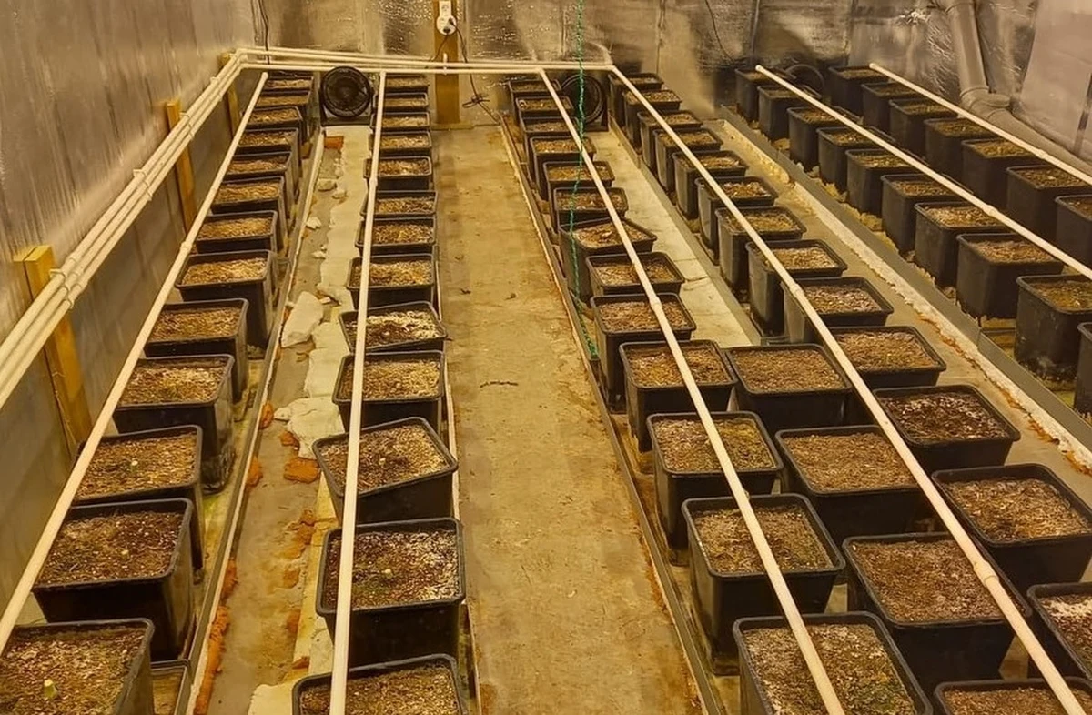 Policjanci zatrzymali trzech mężczyzn, którzy w niezamieszkałym domu prowadzili plantację konopi indyjskich. Zabezpieczono 169 krzewów konopi oraz 9 kg suszu roślinnego – poinformowała we wtorek PAP rzecznik prasowy jarocińskiej policji st.asp. Agnieszka Zaworska.