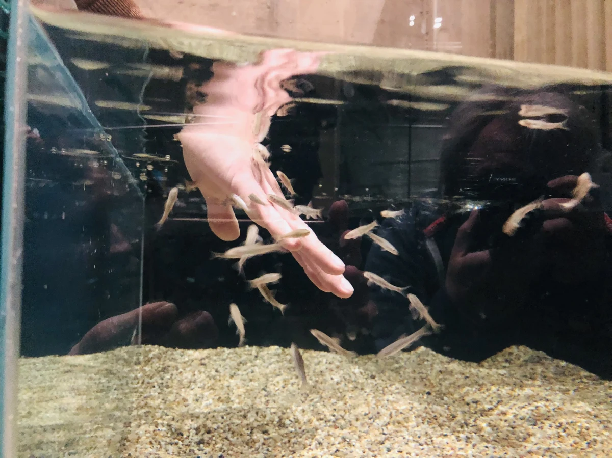 Interaktywne zabawki i rybki peelingujące dłonie - to tylko niektóre z dodatkowych atrakcji dla odwiedzających łódzkie Orientarium. ZOO w nowoczesnej odsłonie otwiera się tuż przed majówką, czyli w piątek (29 kwietnia).