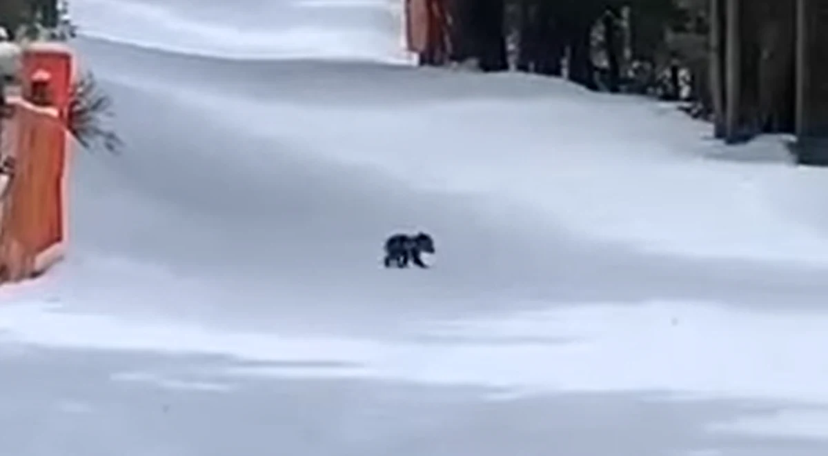 Jest szansa, że mały niedźwiadek, który samotnie wędrował po nartostradzie z Kasprowego Wierchu do Kuźnic, połączył się ze swoją matką. Od wczoraj nikt go nie widział i nie słyszano też jego rozdzierających nawoływań.