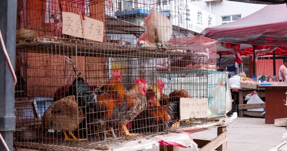 W Chinach wykryto pierwszy na świecie przypadek zakażenia człowieka wirusem ptasiej grypy typu H3N8. Chińska państwowa komisja zdrowia zapewnia, że ryzyko szerzenia się patogenu wśród ludzi jest niskie.