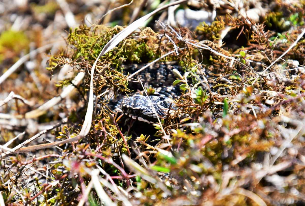 W Tatrach obudziły się nie tylko niedźwiedzie i świstaki, ale wyszły też żmije. Mogą być wyjątkowo niebezpieczne dla tych, którzy chcą z bliska podziwiać kwitnące krokusy - ostrzega Tatrzański Park Narodowy. 

