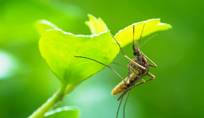 Komary gryzą cię częściej niż innych? Sprawdź, co je przyciąga