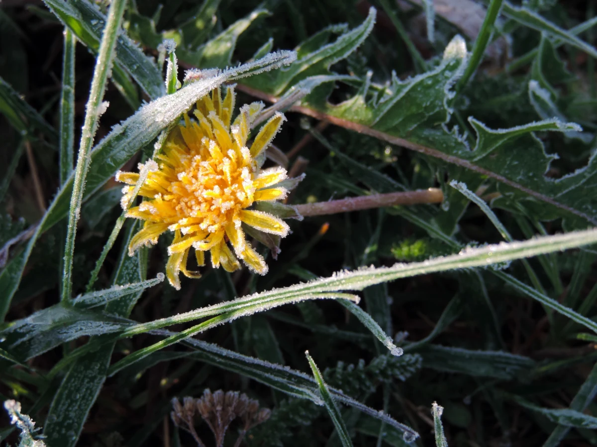 W nocy ze środy na czwartek zachmurzenie małe i umiarkowane. W dużej części kraju można spodziewać się przymrozków - poinformowała dyżurna synoptyk Instytutu Meteorologii i Gospodarki Wodnej Dorota Pacocha.