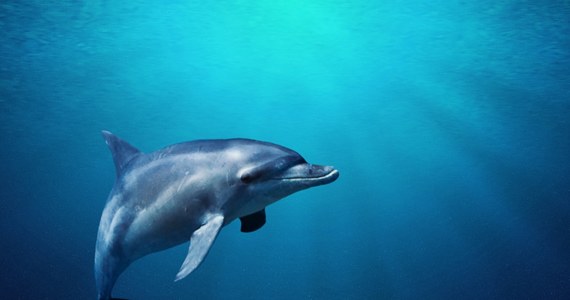 Rosja umieściła dwa wytresowane delfiny w porcie w Sewastopolu - wynika ze zdjęć satelitarnych. Ssaki zostały tam przewiezione już w lutym, na początku rosyjskiej inwazji w Ukrainie. 